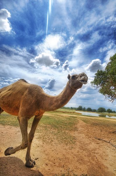 Soubor:Camel in the Wild Flickr.jpg