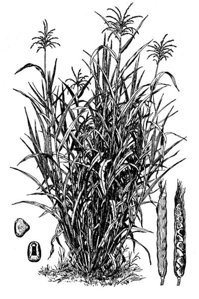 Soubor:Zea mays subsp. mexicana.jpg