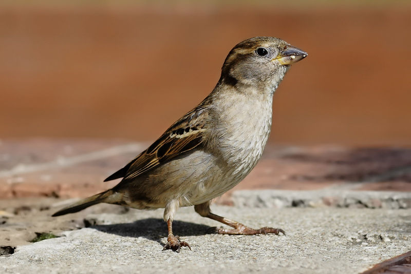 Soubor:House sparrow04.jpg
