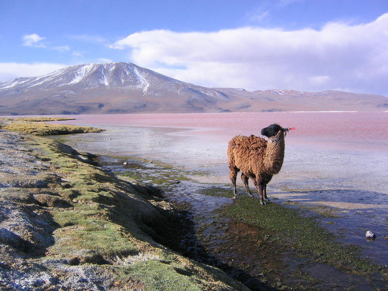 Soubor:Llama en la laguna Colorada Potosí Bolivia.jpg