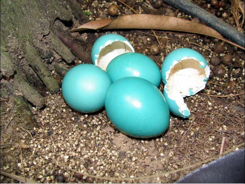 Soubor:Tinamus guttatus eggs.JPG