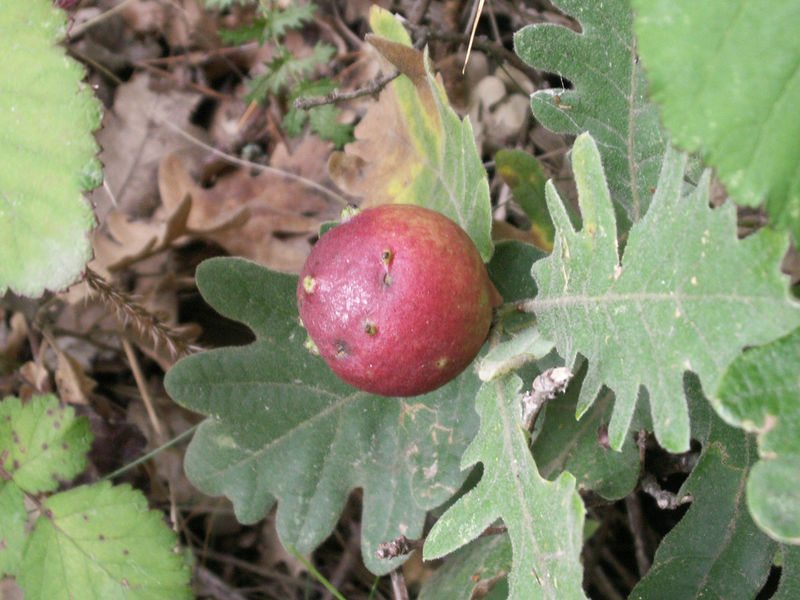 Soubor:Roble rebollo.jpg