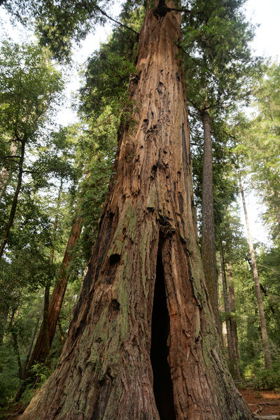 Soubor:Sequoia sempervirens Big Basin Redwoods State Park 8.jpg