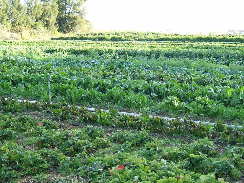 Soubor:Organic-vegetable-cultivation.jpeg