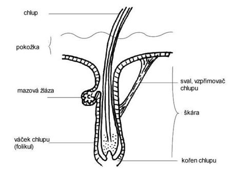 Anatomie chlupu.