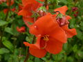 P1000523 Alonsoa warscewiczii (Mask flower) (Scrophulariaceae) Flower.JPG