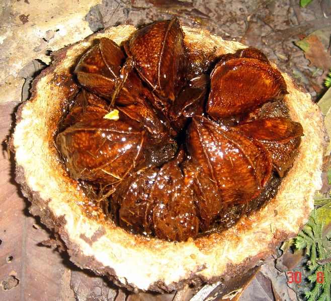 Soubor:Brazil nut DSC05477.JPG