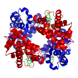 Struktura hemoglobinu (podjednotky globinu jsou zobrazeny červeně a žlutě, hem je zelený)