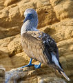 Blue-footed booby-Galapagos-PSFlickr03.jpg
