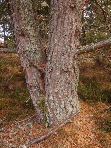 Soubor:Twin pine - geograph.org.uk - 588499.jpg