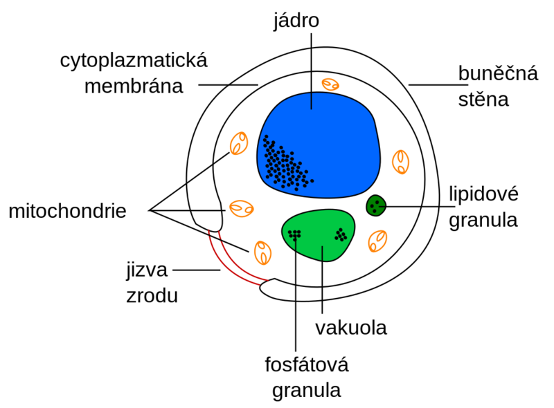 Soubor:Yeast cell cs.png