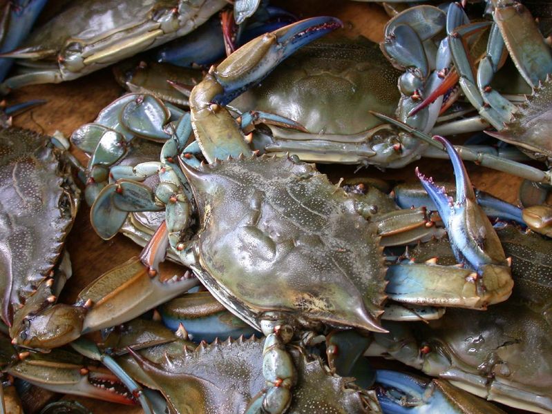 Soubor:Blue crab on market in Piraeus - Callinectes sapidus Rathbun 20020819-317.jpg