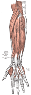 Povrchové svaly předloktí člověka
