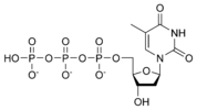Struktura deoxythymidintrifosfátu