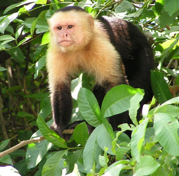 Soubor:Capuchin Costa Rica.jpg