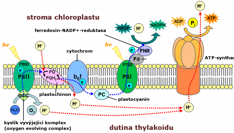 Soubor:Thylakoid membrane (cs).png