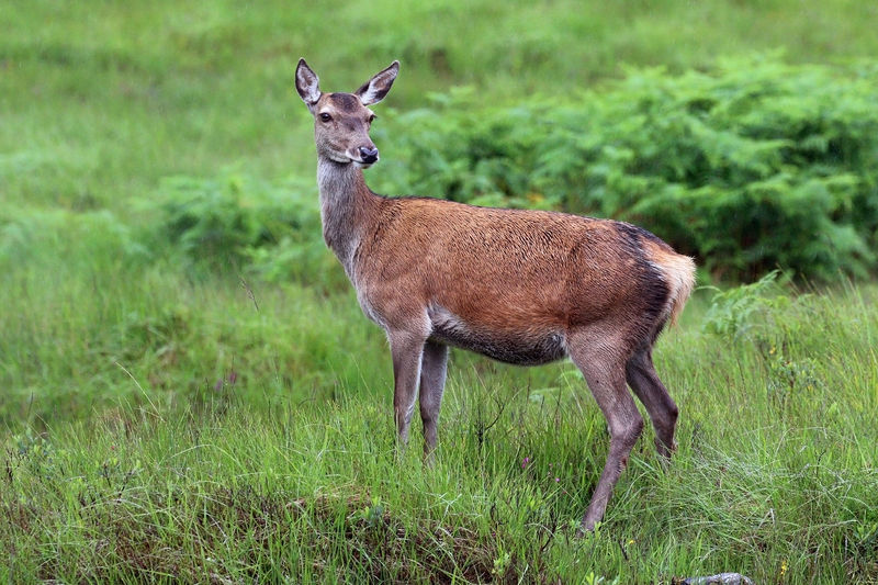 Soubor:Red deer (Cervus elaphus) hind.jpg