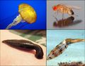 Examples of Invertebrates.jpg