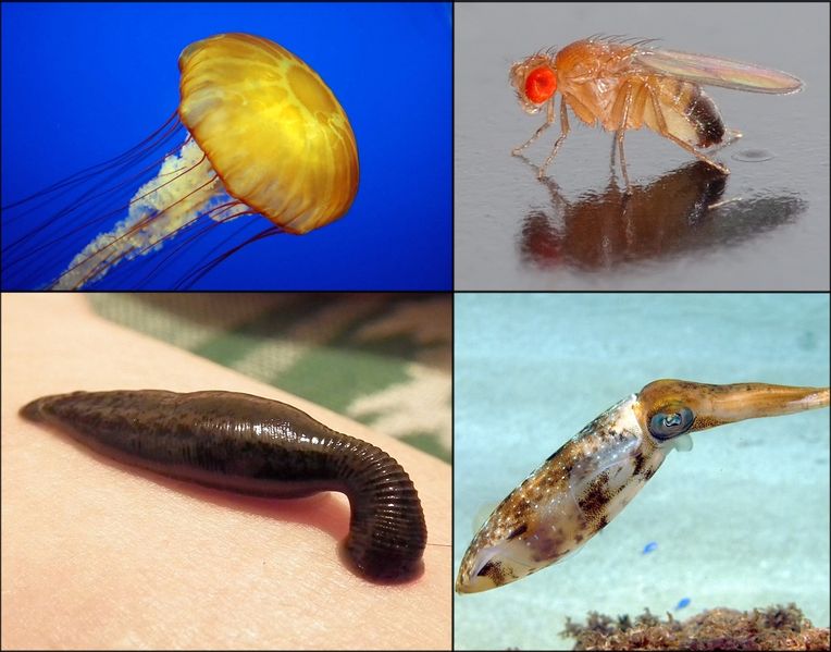 Soubor:Examples of Invertebrates.jpg
