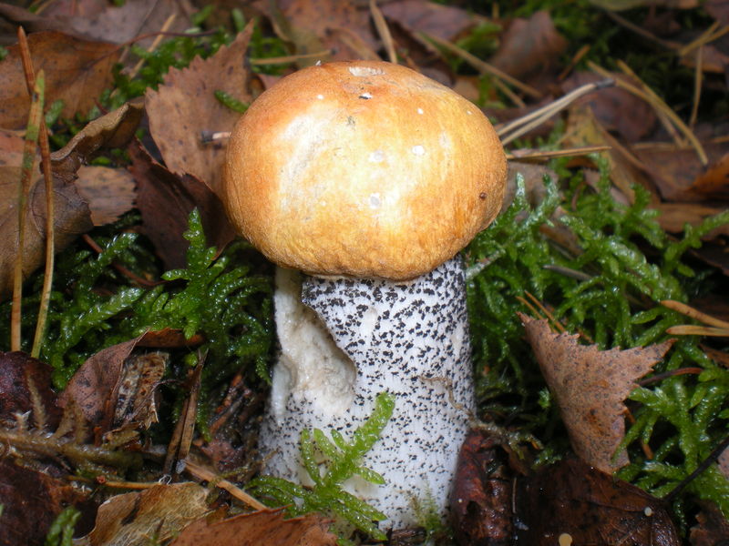 Soubor:Koźlarz pomarańczowy 18.jpg