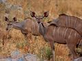 Greater Kudu herd.jpg