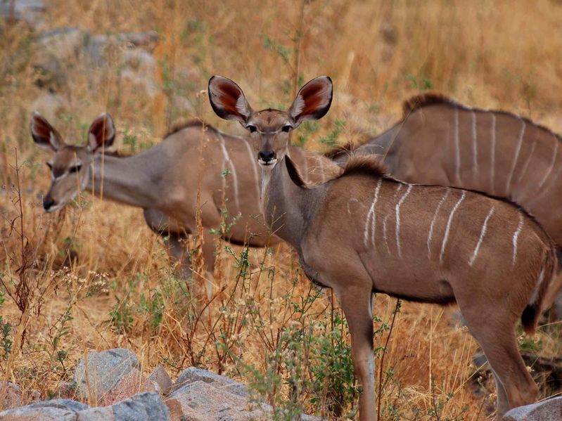 Soubor:Greater Kudu herd.jpg