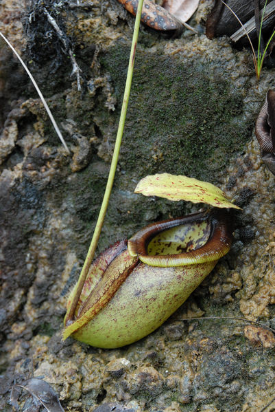 Soubor:Nepenthes paniculata lower pitcher.jpg