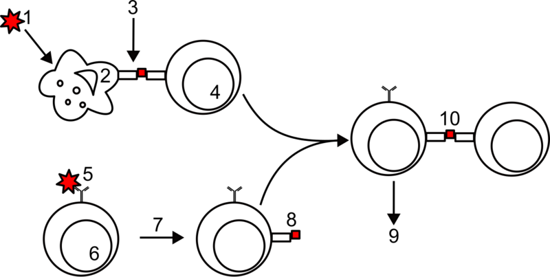 Soubor:Antigens presentation.png