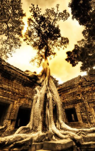 Ta Prohm – nádherný chrám v sevření džungle.