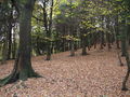 A Bed of Leaves - geograph.org.uk - 277633.jpg