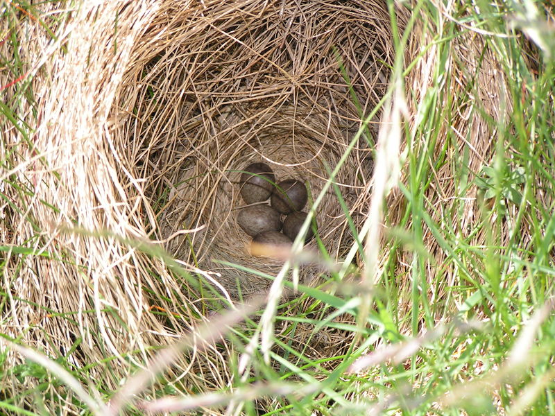 Soubor:Alauda arvensis nest.jpg