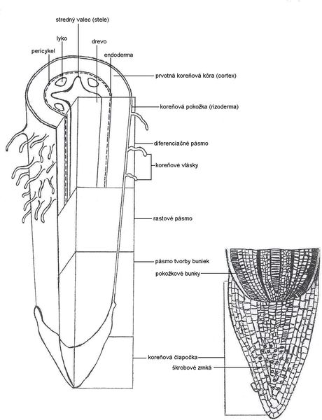 Soubor:Anatomy roots.jpg