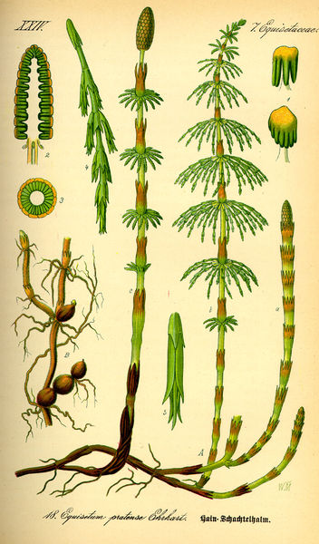 Soubor:Illustration Equisetum pratense0.jpg