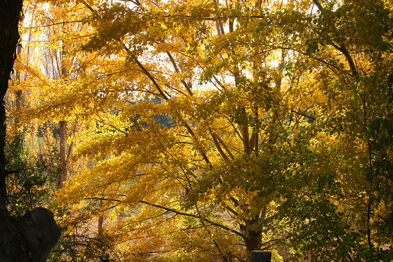 Soubor:Autumn colors.jpg