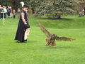 Eagle Owl in Action - geograph.org.uk - 1298774.jpg