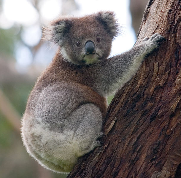 Soubor:Koala climbing tree.jpg