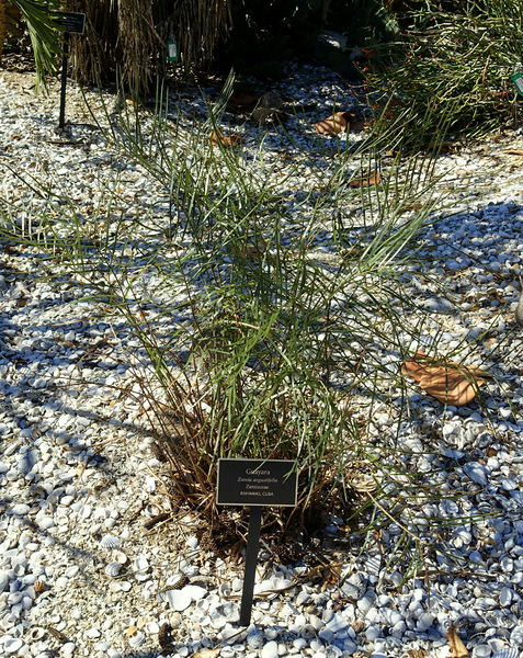 Soubor:Zamia angustifolia - Naples Botanical Garden - Naples, Florida - DSC09982.jpg