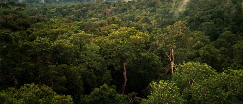 Soubor:Amazon Manaus forest.jpg