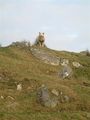 I'm The King Of The Castle - geograph.org.uk - 698568.jpg
