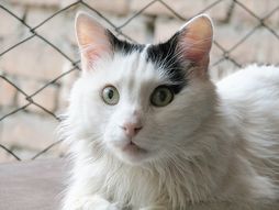 Push van cat.jpg