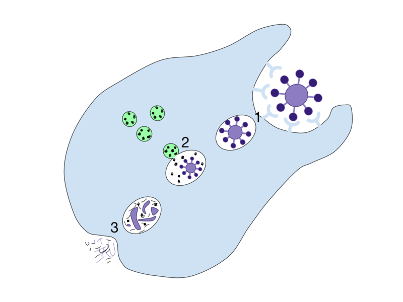 Soubor:Phagocytosis.png