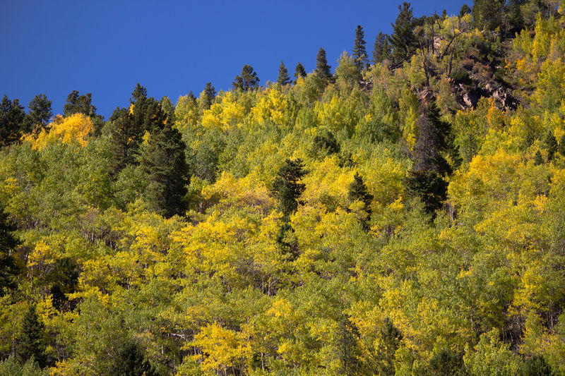 Soubor:Changing Colors-Aspen-Colorado-Flickr.jpg