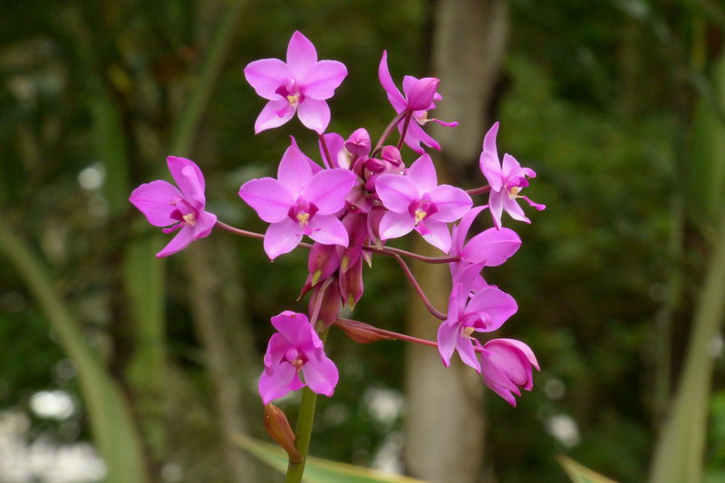 Soubor:Orquídea de tierra (Spathoglottis plicata) - Flickr - Alejandro Bayer.jpg