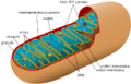 Animal mitochondrion diagram cs.png