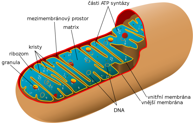 Soubor:Animal mitochondrion diagram cs.png