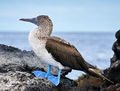 Blue-footed booby-Galapagos-PSFlickr02.jpg