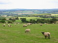 A "busy" field near High and Low Eshells - geograph.org.uk - 550744.jpg