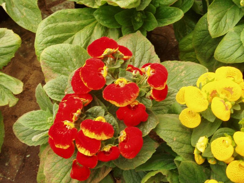 Soubor:CalceolariaHerbeohybrida2.jpg