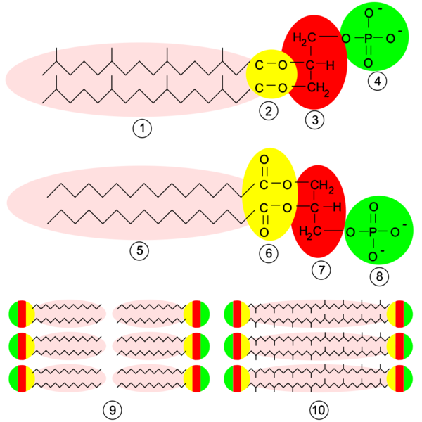 Soubor:Archaea membrane.png
