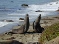 Elephant seal fight Part-1.jpg